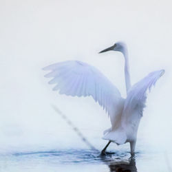 View of birds in water against sky