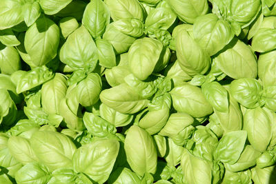 Full frame shot of green chili peppers