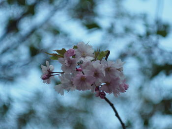 Close-up of white flowers blooming on tree
