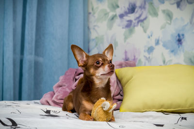 Dog lying down on bed at home