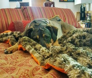 Close-up of a dog resting