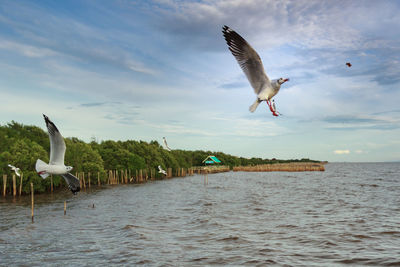 Seagull flying over sea against sky