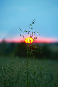 Close-up of crops growing on field against sky