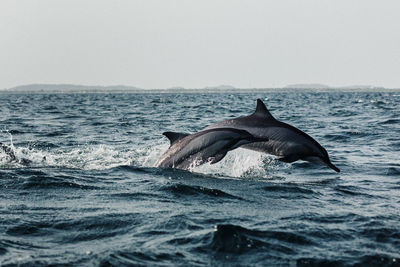 Dolphins at sea against sky