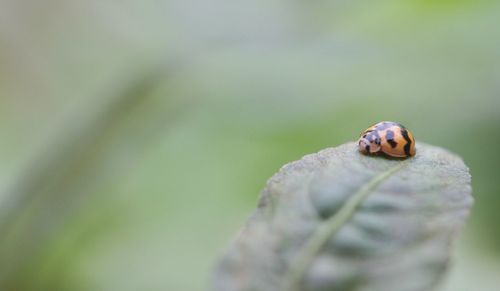 Close-up of ladybug on leaf