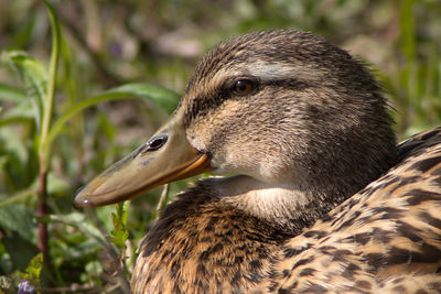 Close-up of a bird