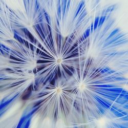 Close-up of dandelion