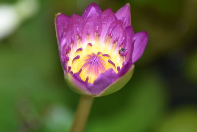 Close-up of purple flower