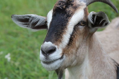 Close-up of goat