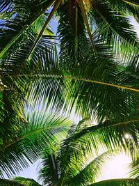 Low angle view of palm tree against sky