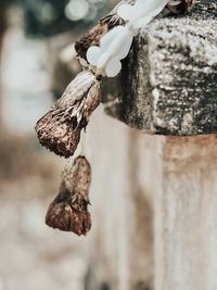 Close-up of plant on tree trunk