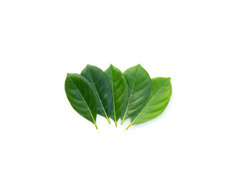 Close-up of green leaves against white background