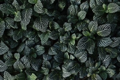 Full frame shot of plant leaves