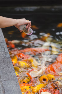 Cropped hand feeding koi carps swimming in pond