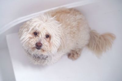 Close-up portrait of a dog at home