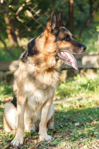 A german shepherd is sitting on the grass on a sunny day.