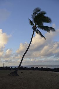 Palm trees on beach against sky