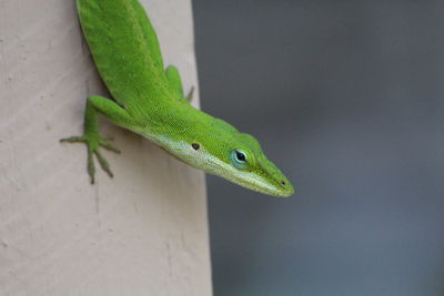 Close-up of anole lizard on wall