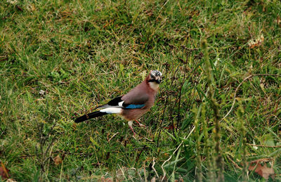 High angle view of bird perching on grass