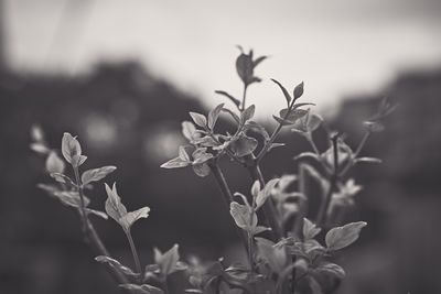 Close-up of flowering plant