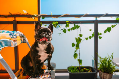 French bulldog dog looking away while sitting on chair by potted plant in balcony