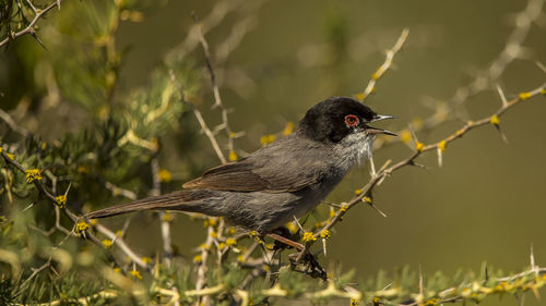 Close-up of bird perching on plant