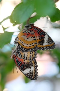 Close-up of butterfly pollinating