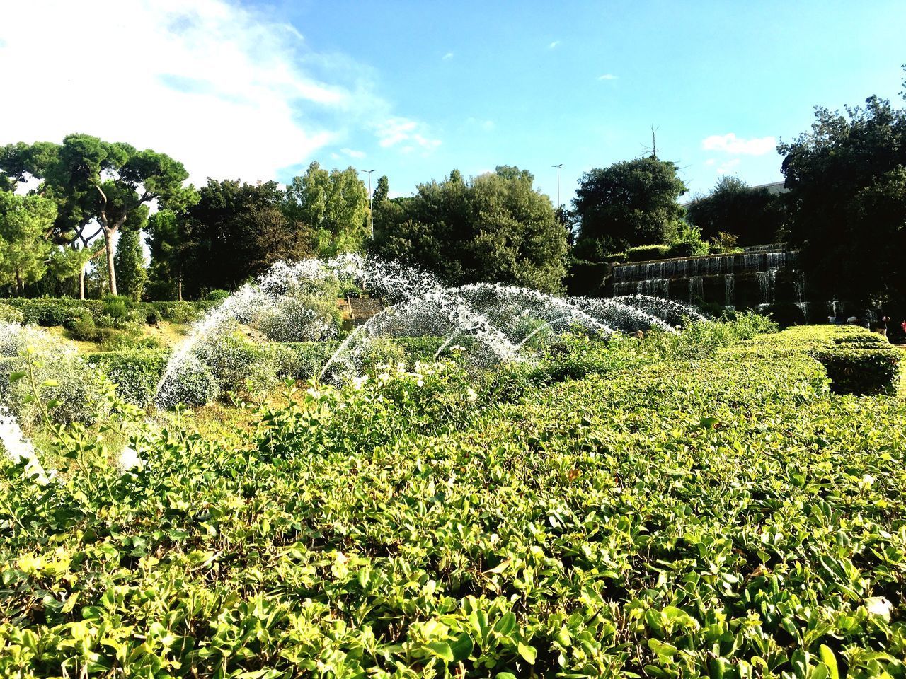 PLANTS GROWING ON LAND