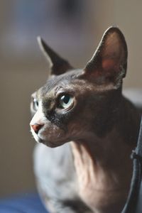 Close-up of a dog looking away
