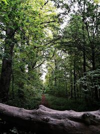Trees in forest against sky