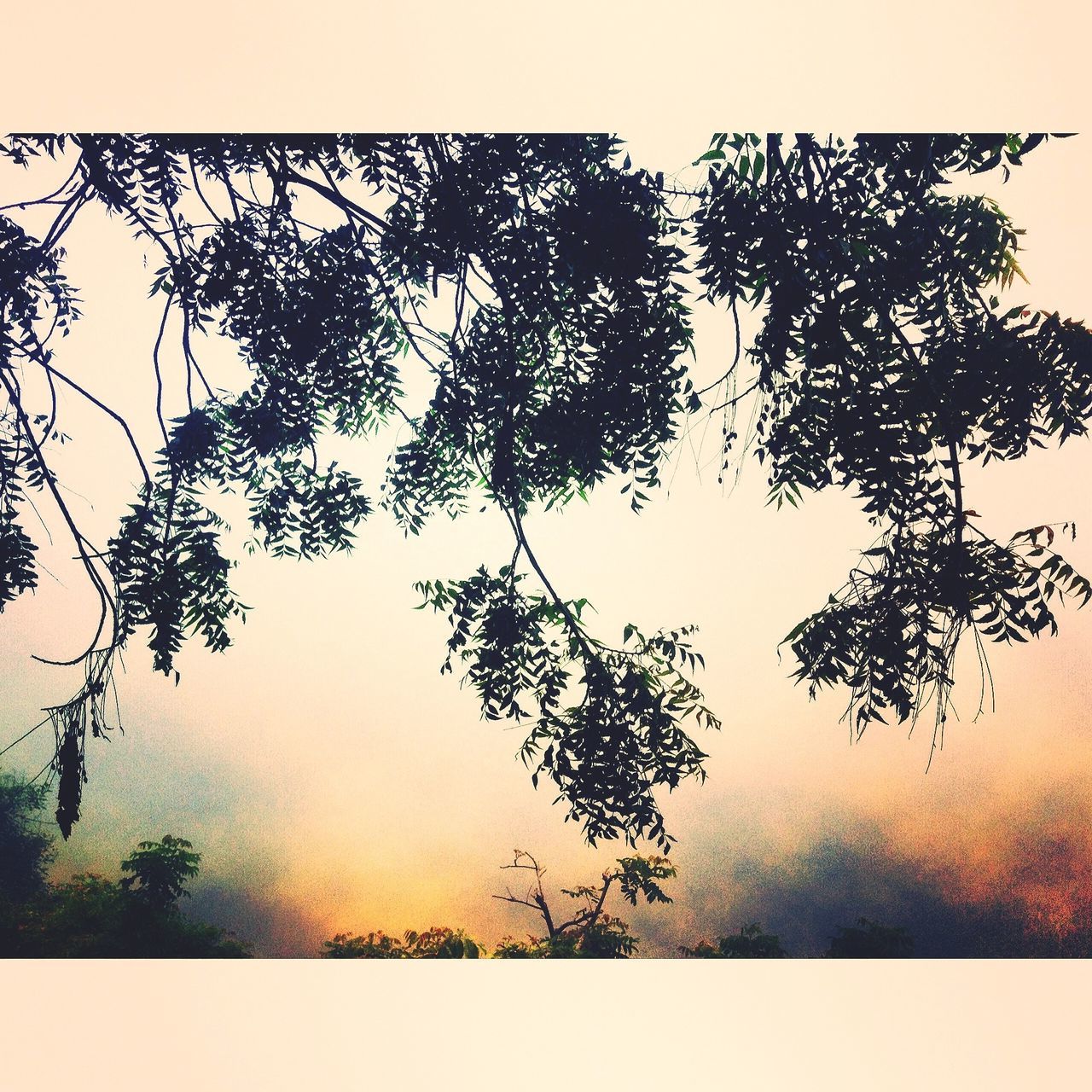 tree, transfer print, auto post production filter, branch, growth, tranquility, nature, clear sky, sky, tranquil scene, beauty in nature, scenics, silhouette, outdoors, field, no people, day, plant, leaf