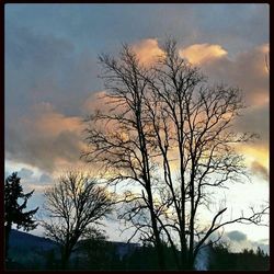 Bare trees on landscape against cloudy sky