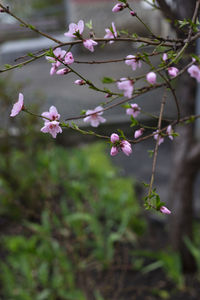 Close-up of pink cherry blossom plant