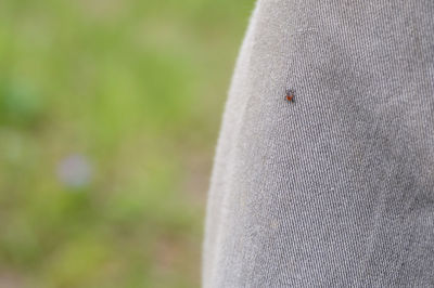 Close-up of insect against blurred background