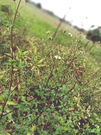 Close-up of plants growing on field