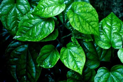 Close-up of green leaves of betel