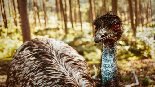 Emu bird close up