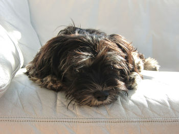 Close-up of dog sleeping on bed at home