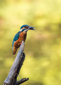 Close-up of kingfisher perching on tree