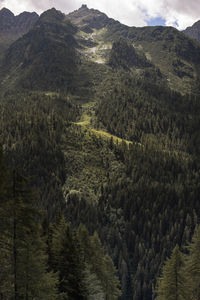 High angle view of pine trees on mountain