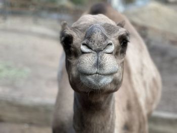 Close-up of camel
