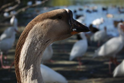 Close-up of a duck