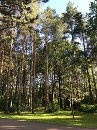 Low angle view of trees in forest