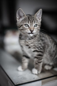 Portrait of tabby kitten