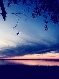 Silhouette of bird flying over sea