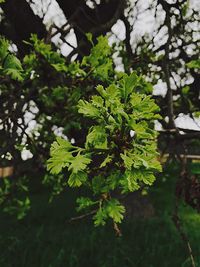 Close-up of green leaves on tree