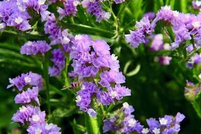 Close-up of purple flowering plants in park