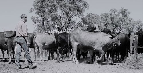 Horses on farm against sky