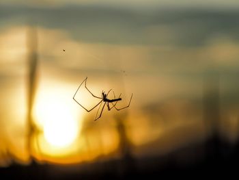 Close-up of spider on web