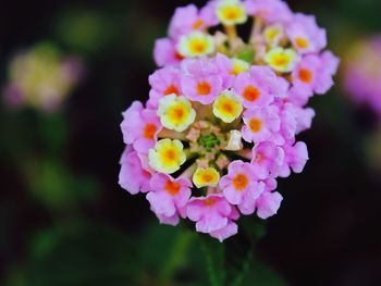 Close-up of pink flowers